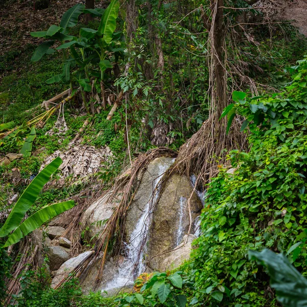 Foresta Con Alberi Verdi Thailandia — Foto Stock