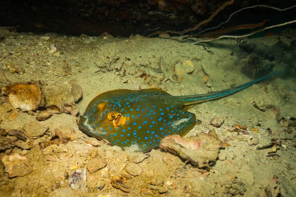 Bonito Azul Manchado Arraia Perto Koh Tao Ilha Tailândia — Fotografia de Stock