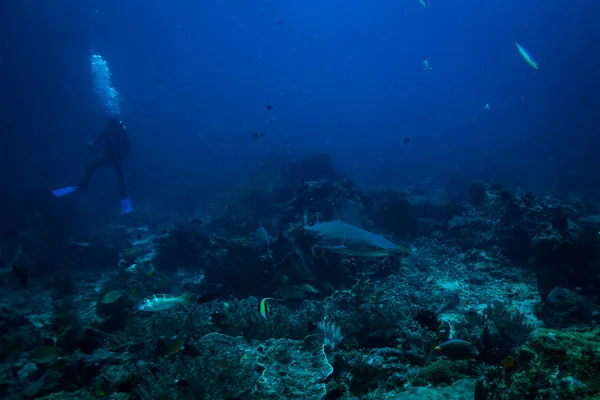 White tip shark in Komodo national park