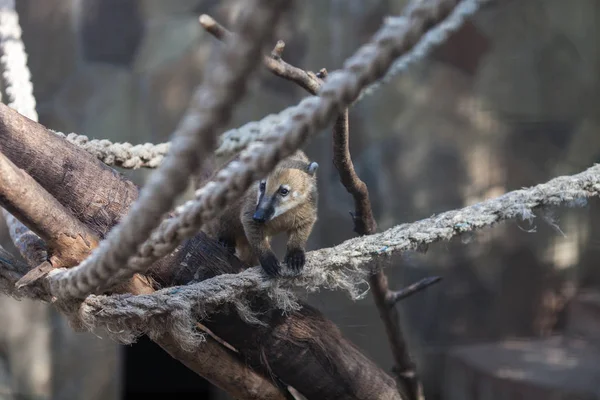 동물원에서 여우원숭이 — 스톡 사진