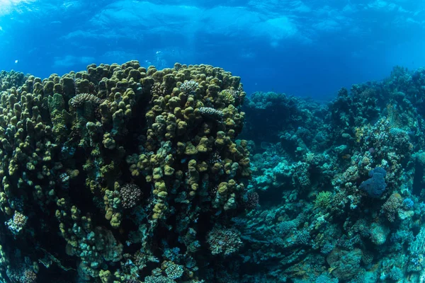 Τροπικά Ψάρια Στο Φόντο Των Κοραλλιογενών Υφάλων Στην Ερυθρά Θάλασσα — Φωτογραφία Αρχείου