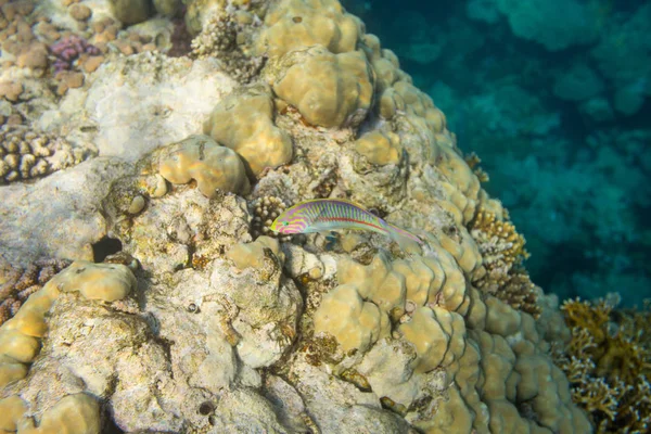 Thalassoma Klunzingeri Belo Recife Coral Mar Vermelho — Fotografia de Stock