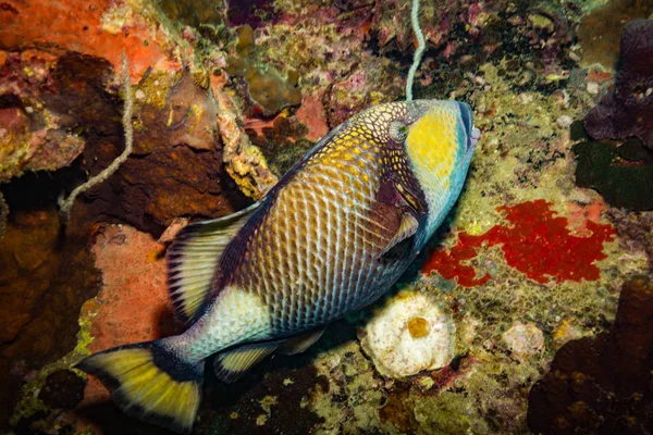 Vackra Stora Triggerfish Nära Koh Tao Thailand — Stockfoto