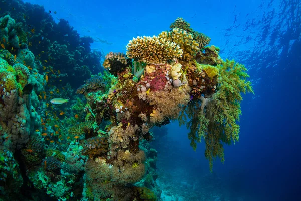 Hermoso Jardín Coral Color Mar Rojo Sharm Sheikh Egipto —  Fotos de Stock