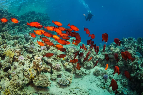 Tropical fish on background of a coral reef