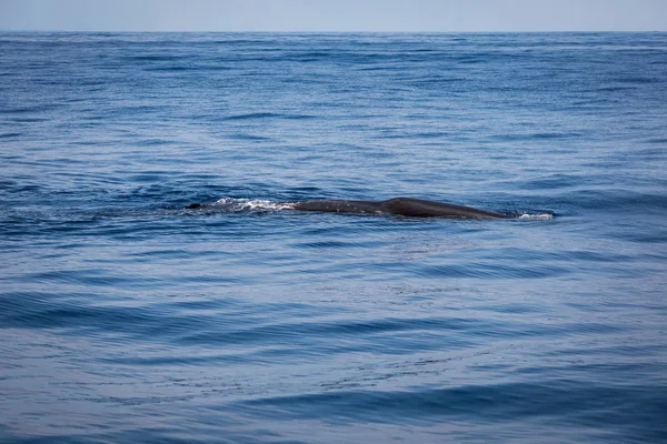 Walvis Spotten Sri Lanka — Stockfoto