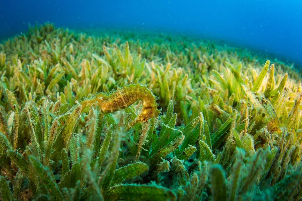 Sea horse in the Red Sea