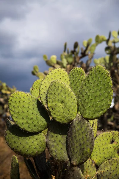 Gran Cactus Mexicano Teotihuacán — Foto de Stock