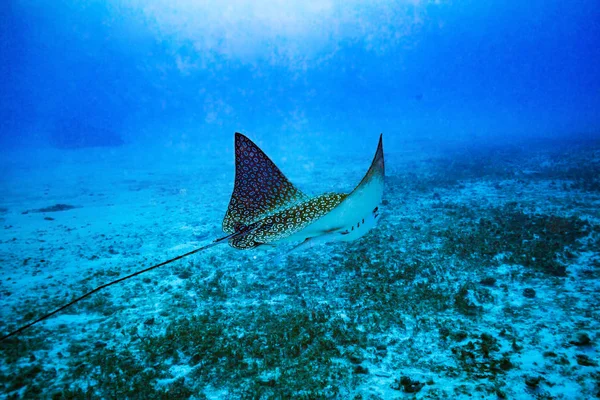 Spotted eagle ray on coral reef of island Cozumel