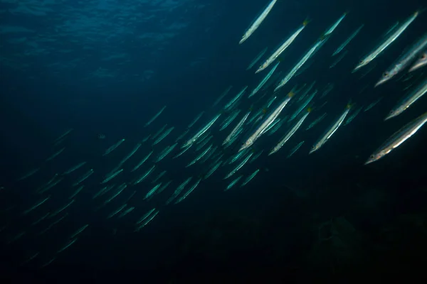 underwater view of barracudas in dark water near Koh Tao, thailand