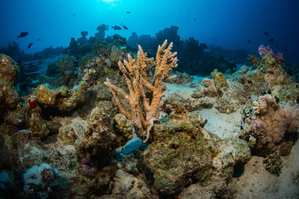 Wunderschöner Farbiger Korallengarten Rotem Meer Sharm Sheikh Ägypten — Stockfoto