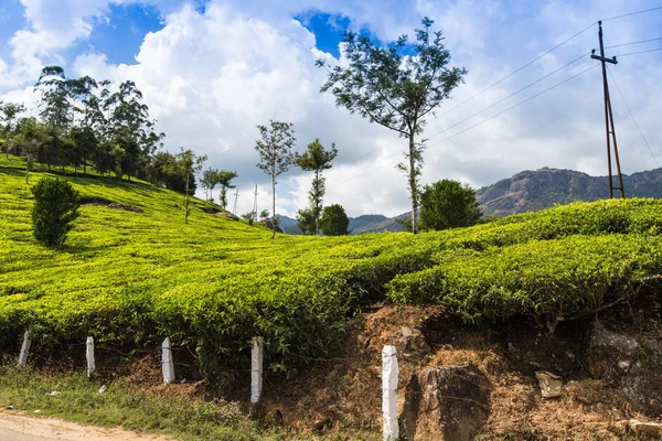 Grüne Teeplantage Indien Provinz Kerala — Stockfoto