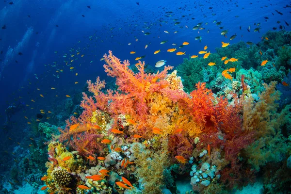 Kızıldeniz, Sharm El Sheikh, Mısır'daki mercan bahçe güzel renkli