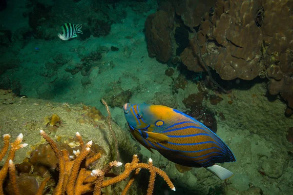 Belos Butterflyfishes Recife Perto Ilha Kot Tao Tailândia — Fotografia de Stock