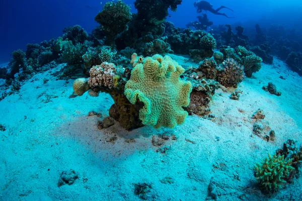 Wunderschöner Korallengarten Roten Meer — Stockfoto