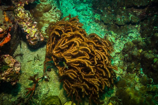 Krásný Korálový Útes Poblíž Koh Tao Ostrov Thajsko — Stock fotografie