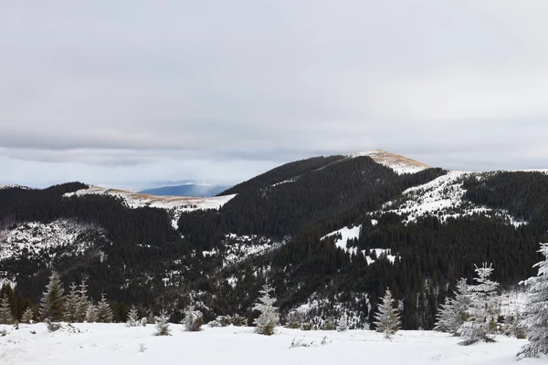 Bellissimo Paesaggio Invernale Nelle Montagne Dei Carpazi Ucraini Innevati — Foto Stock