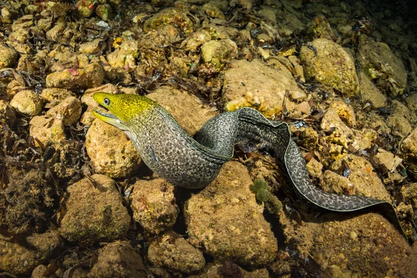 Undervattensvy Moray Korallrev Natten — Stockfoto