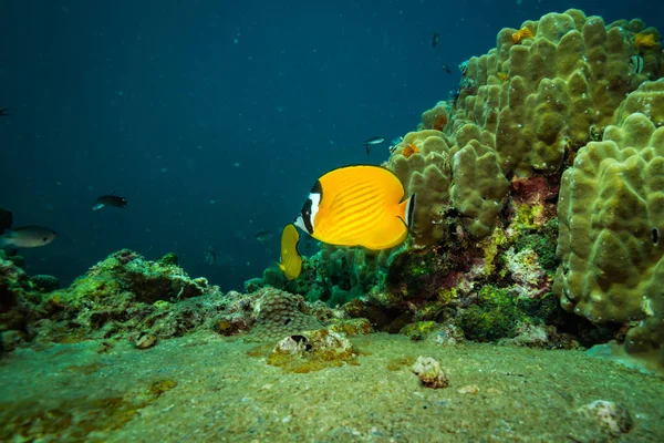 コット タオ島 タイの近くのサンゴ礁に美しいチョウチョウウオ科 — ストック写真