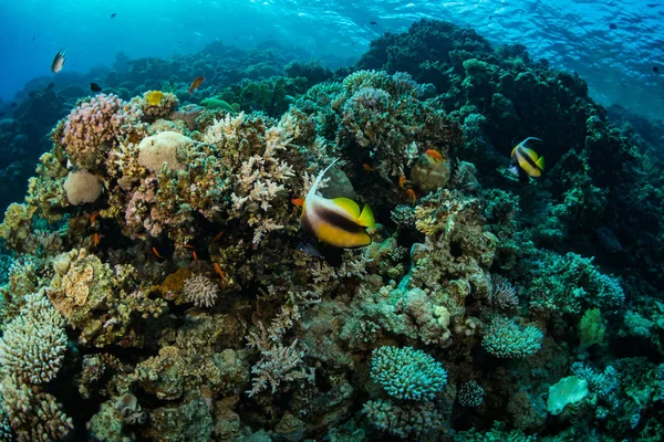 Dos Peces Mariposa Arrecife Coral —  Fotos de Stock