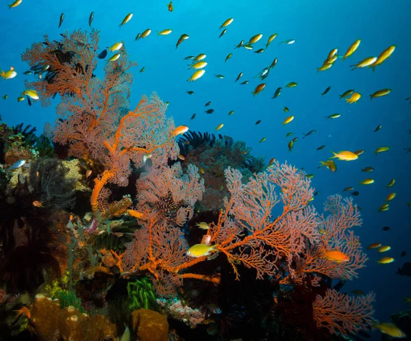 Onderwater Shoot Van Oceaan Flora Fauna Bali Indonesië — Stockfoto