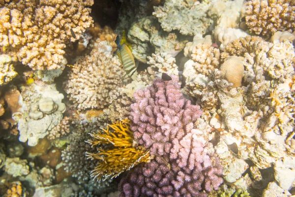 ปะการ สวยงามในทะเลแดง ชาร มเอลช — ภาพถ่ายสต็อก