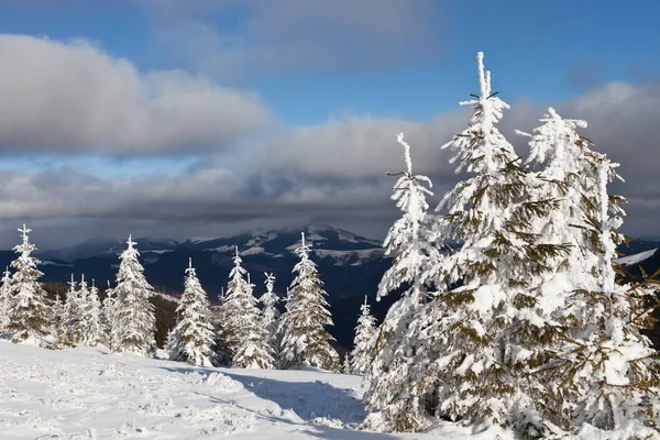 Vackert Vinterlandskap Snötäckta Ukrainska Karpaterna Bergen — Stockfoto