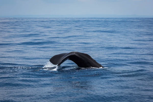 Walvis Spotten Sri Lanka — Stockfoto