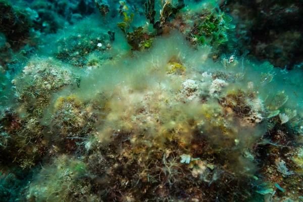 Bellissimo Giardino Coralli Nella Baia Dei Porci — Foto Stock