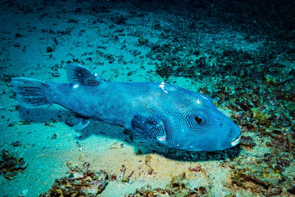 Underwater Skjuta Ocean Flora Och Fauna Bali Indonesien — Stockfoto