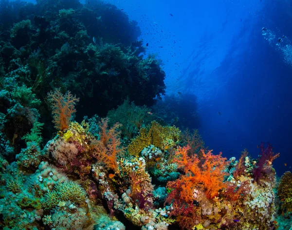Mooie Gekleurde Koraal Tuin Rode Zee Sharm Sheikh Egypte — Stockfoto