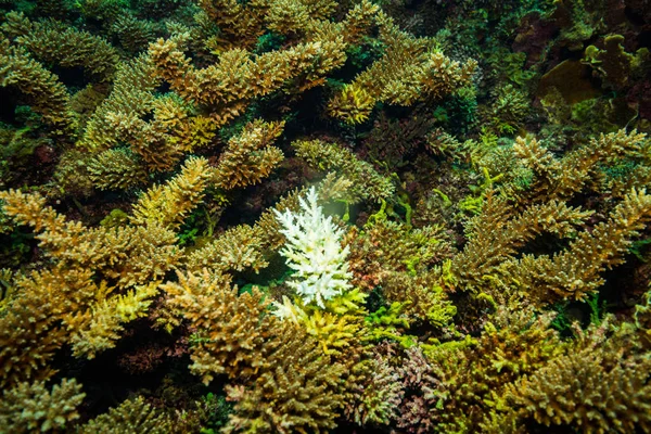 Hermoso Arrecife Coral Cerca Isla Koh Tao Tailandia — Foto de Stock