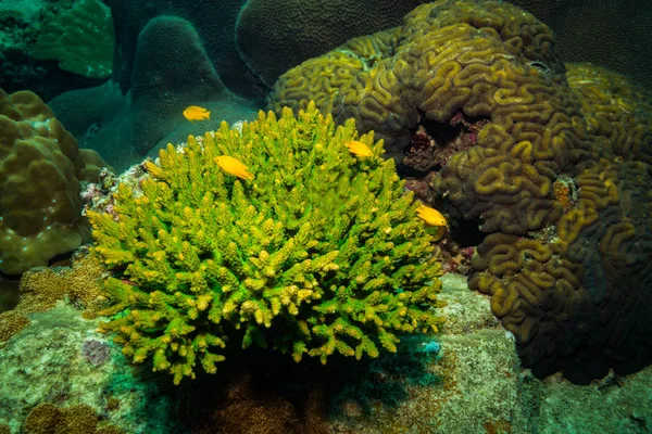 Hermoso Arrecife Coral Cerca Isla Koh Tao Tailandia —  Fotos de Stock