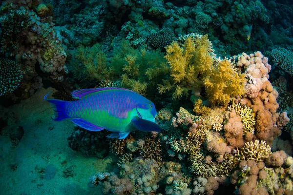 Pez Loro Arrecife Del Mar Rojo — Foto de Stock