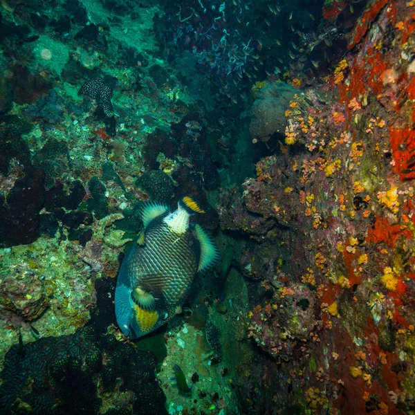 Belle Grande Triggerfish Près Île Koh Tao Thaïlande — Photo