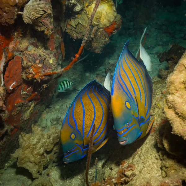 Hermoso Butterflyfishes Arrecife Cerca Isla Kot Tao Tailandia — Foto de Stock