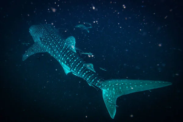 Filmagem Subaquática Flora Fauna Oceânica Bali Indonésia — Fotografia de Stock