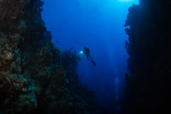 Diver Reaf Röda Havet — Stockfoto