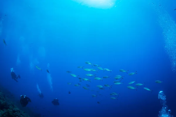 Diver Reaf Röda Havet — Stockfoto