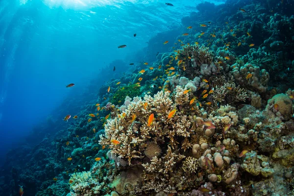 Красиві Кольорові Коралові Саду Червоне Море Шарм Ель Шейх Єгипет — стокове фото