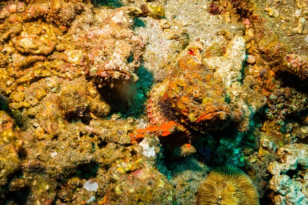 Onderwater Shoot Van Oceaan Flora Fauna Bali Indonesië — Stockfoto