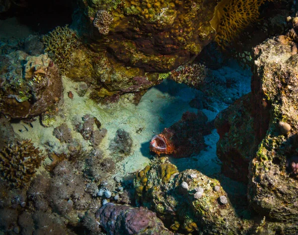 Scorfano Striato Sulla Barriera Corallina Del Mar Rosso Egitto — Foto Stock