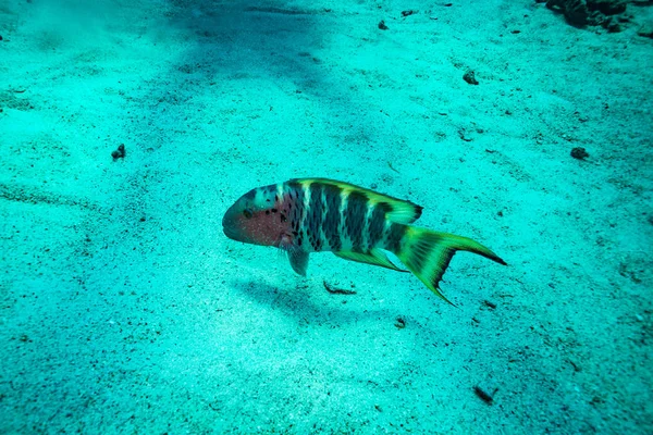 Zardzewiały Wrasse Rafie Pobliżu Koh Tao Island Tajlandia — Zdjęcie stockowe