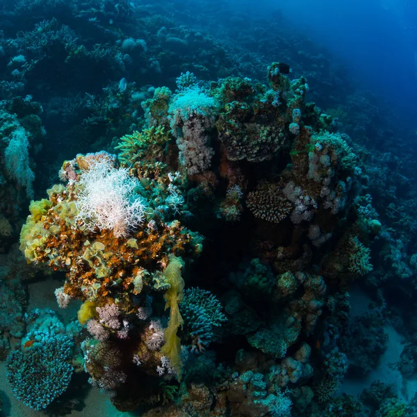Peces Tropicales Sobre Fondo Del Arrecife Coral Mar Rojo Sharm — Foto de Stock