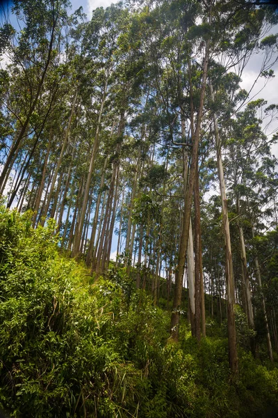 Bella Piantagione Verde Agricolo Sri Lanka — Foto Stock