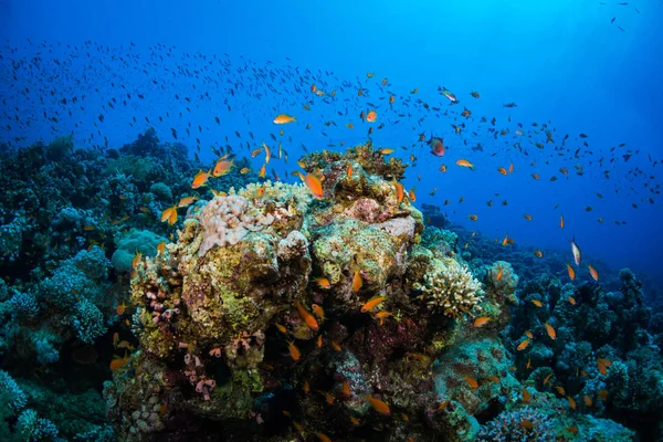 シャルムエルシェイク エジプトでサンゴ礁の背景に熱帯魚 — ストック写真