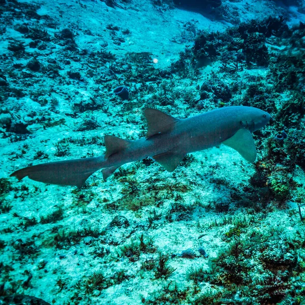 Hemşire Köpekbalığı Sualtı Görünümünü Cozumel Adası Resif Üzerinde — Stok fotoğraf
