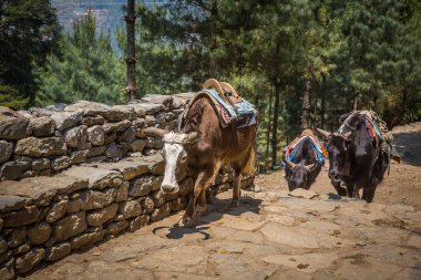 Yaks Everest Ana kampı için yolda