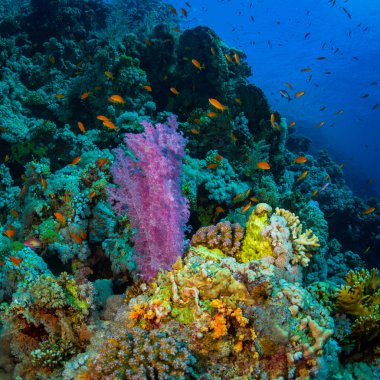 Kızıldeniz, Sharm El Sheikh, Mısır'daki mercan bahçe güzel renkli