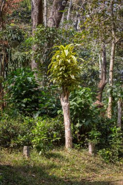 doğal görünümünü tarihi: Hindistan eyaleti